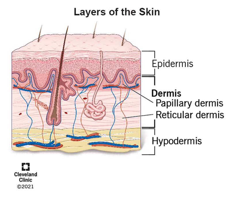 Skin layers.